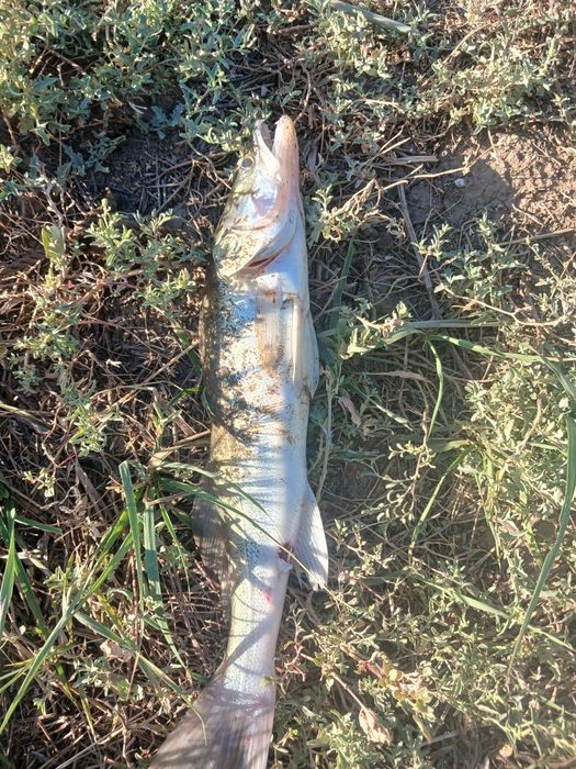 Судак көксерке свежий.