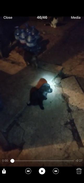 Подаряват се кученца