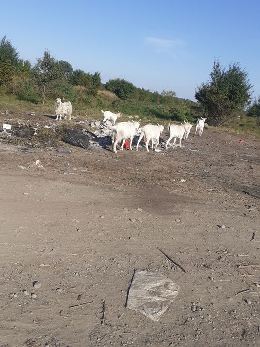Vând capre bune de lapte