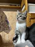 Pisica spre adoptie (pui)