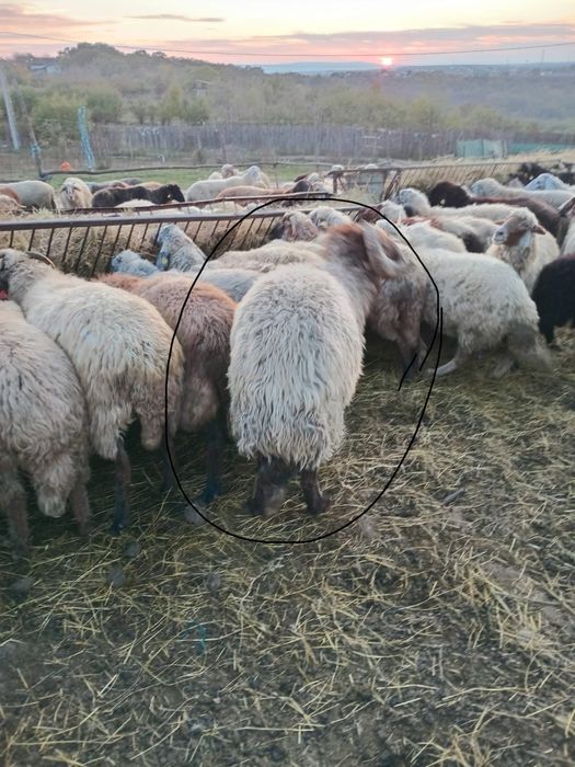 Vand un card de 300de oi si 11berbeci caracul