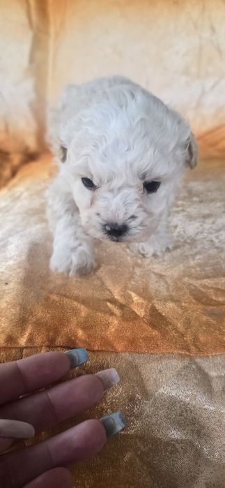 Bishon maltez 2 luni