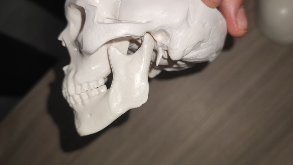 Анатомичен модел на череп