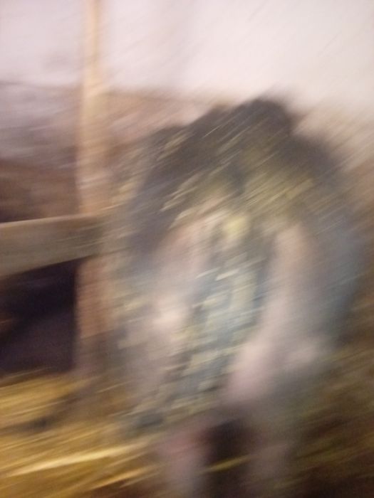 Vând vițel de bivolita