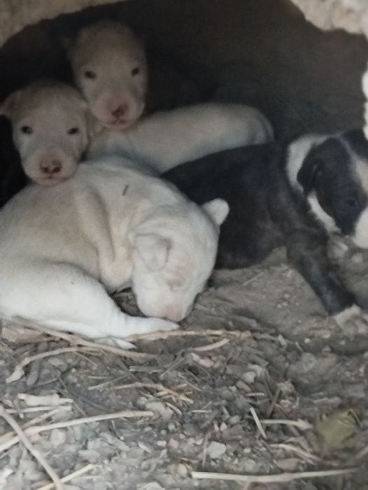 щенки породы бультерьер