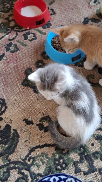 Милые котята,отдам даром в хорошие руки.