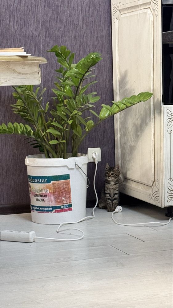 Котенок бесплатно