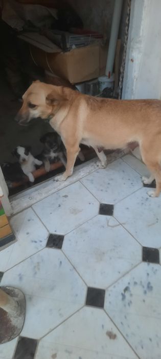 Продаются щенята