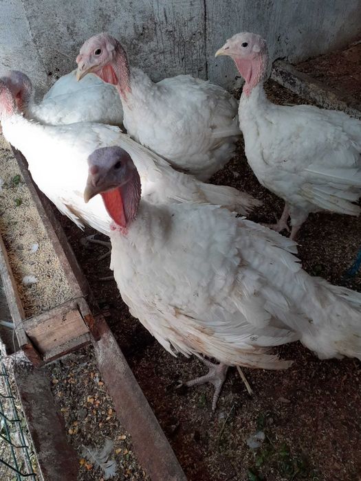 Vand curcani crescuti la curte