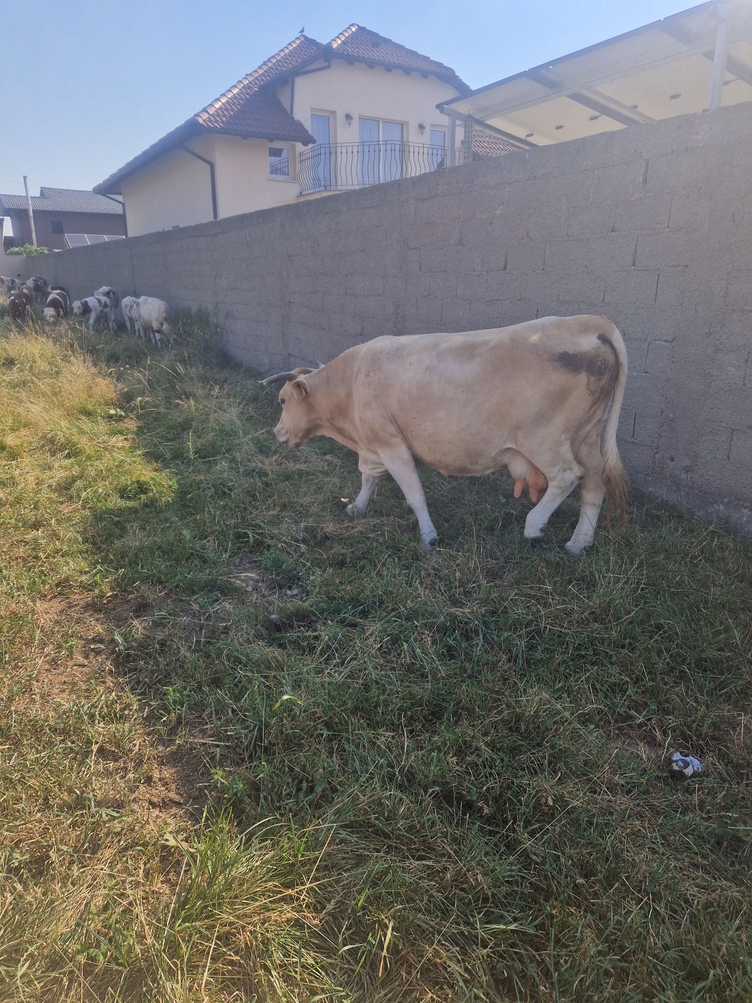 Vacă de vanzare bună de lapte sa fete într-o lună