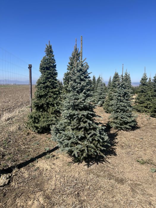 Brad argintiu picea pugnes oriunde in tara fara avans