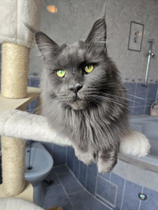 Vând femela maine coon.