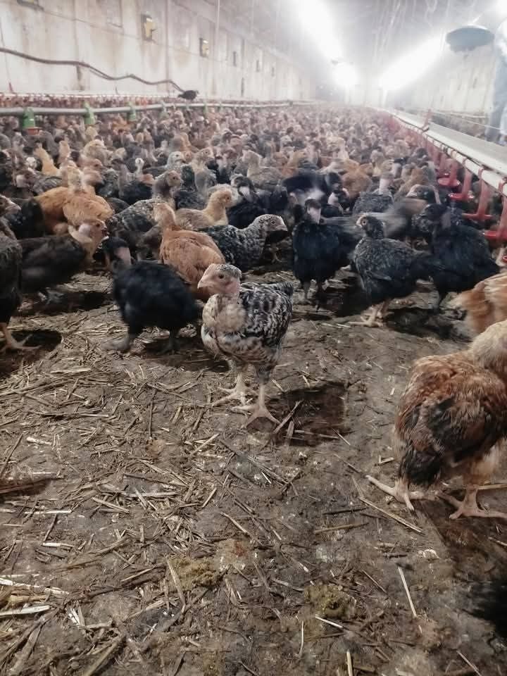 Pui zburați Botoșani