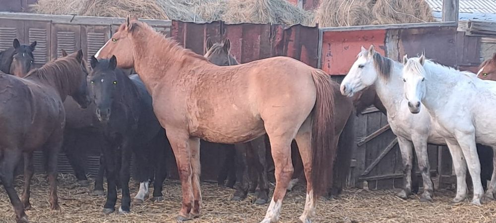 Продам срочно кобыл, биелерді.