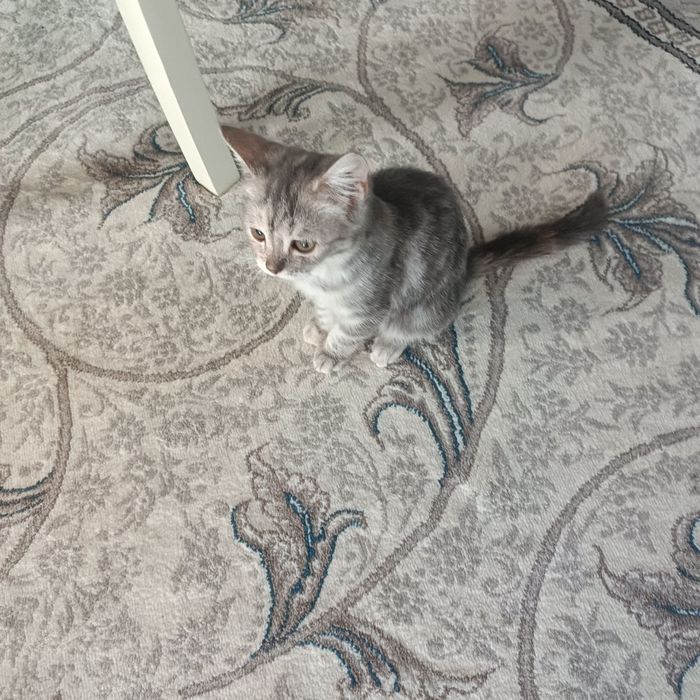 Отдам котёнка в добрые руки. Котенок здоровый, игривый, приучен к лот