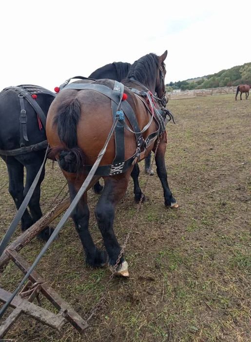 Mânză gestantă  are 2ani si 4 luni ca la carte