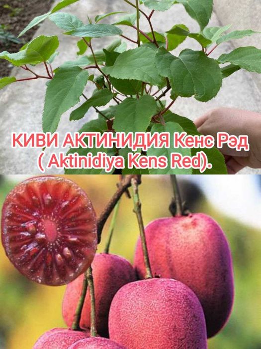 Растения.Киви Актинидия.Ор-р Трансп.институт.Есть доставка