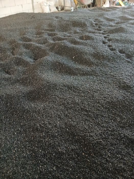 Vând floarea-soarelui
