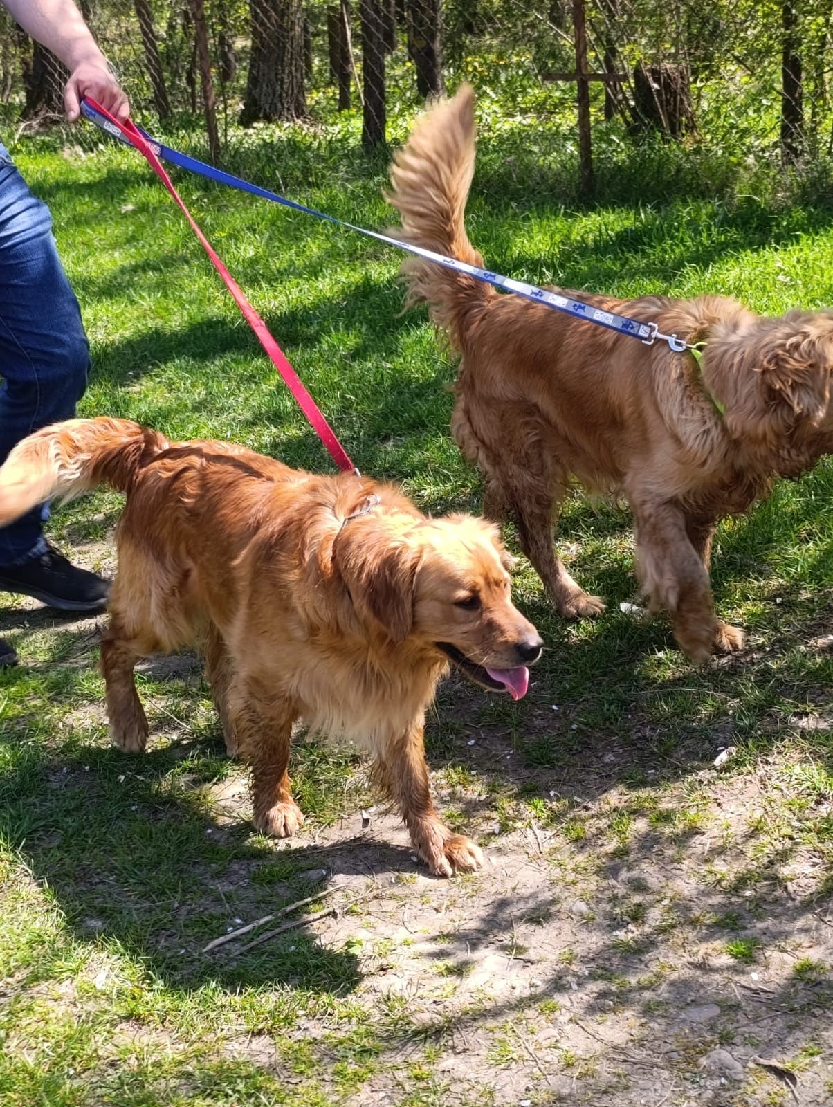 Pui Golden Retriever Roșu  Mascul, 8 săptămâni, vaccinat și deparazit