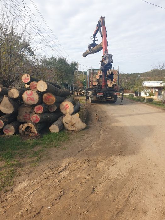 Lemn  de  foc stejar