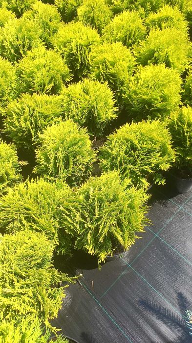 Plante ornamentale, trandafiri și pomi fructiferi – Prețuri accesibile