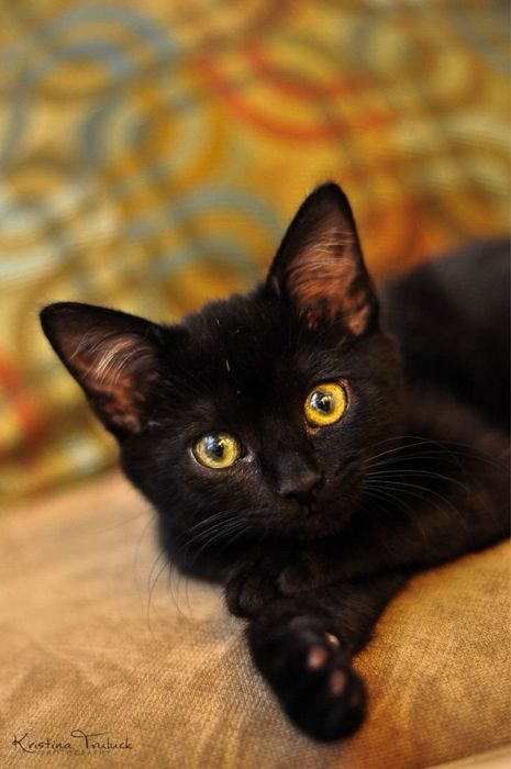 Отдам котенка в добрые руки