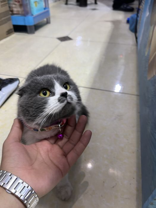 Scotish fold qiz bolasi sotiladi