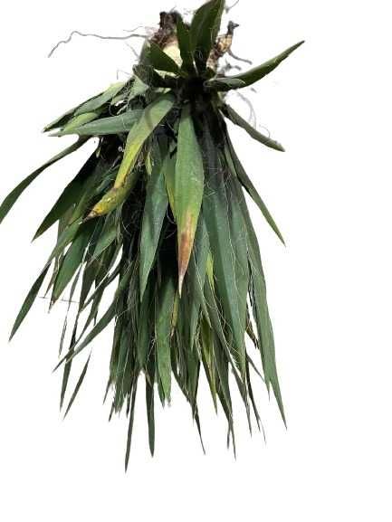 Yucca de gradina - planta/ 1planta - 50lei