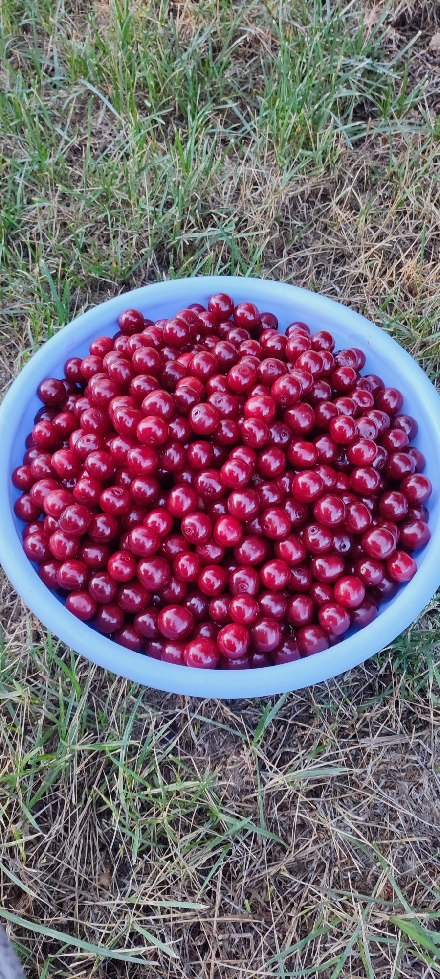 Вишня, домашния.