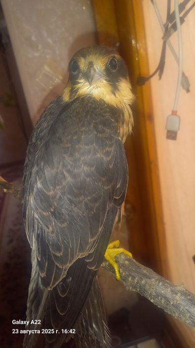 Кирги  Копчик сотлади кулга ургатилган шароит йулиги учун сотяпман