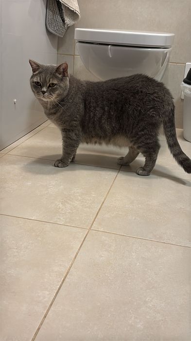 Donez pisici british shorthair