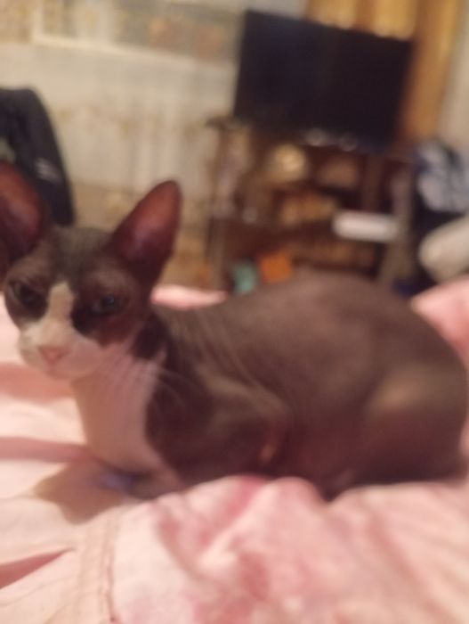 Сфинкс кошка  молодая