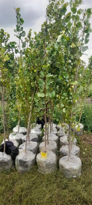 Посадка крупномерных деревьев, Актау