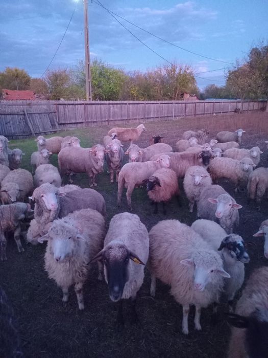 Vand carlani si berbeci