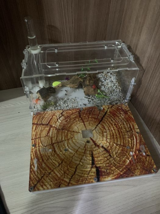 Муравьиная ферма