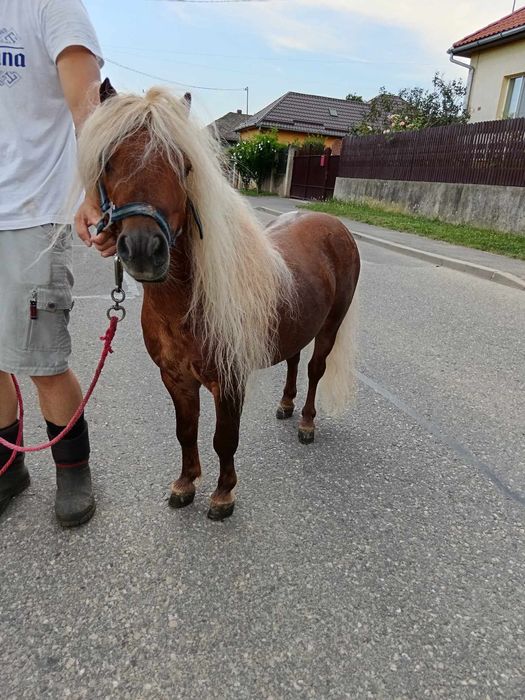 Ponei Armăsar de monta