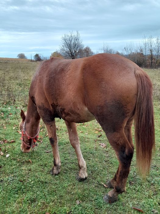 Vând mânz din iapa semigreu sau schimb pe cereale