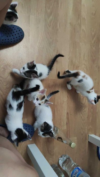 Котета търсят дом