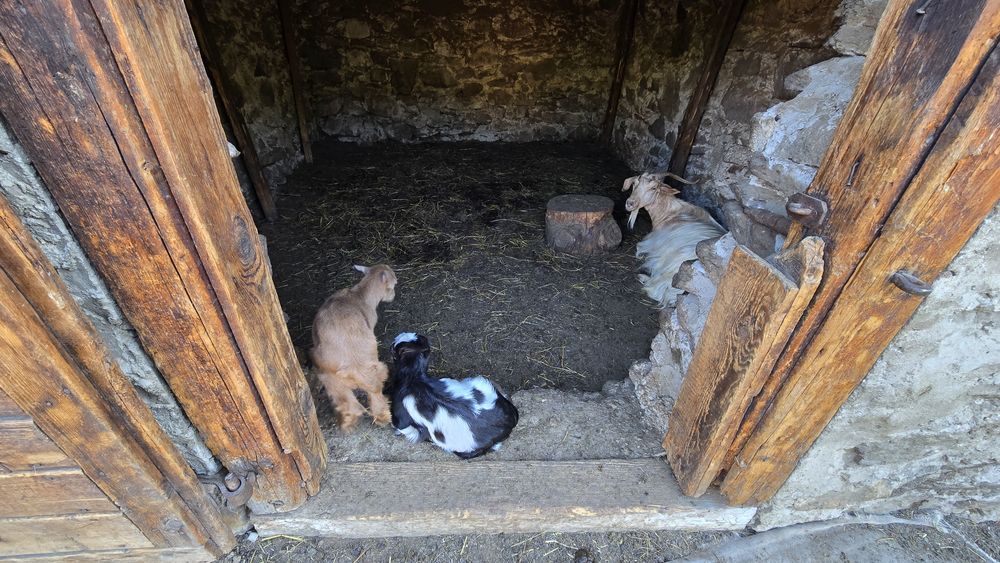 Vând capre cu iezi!