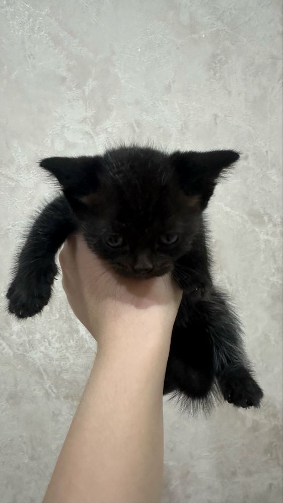 Отдам Скоттиш страйт котят