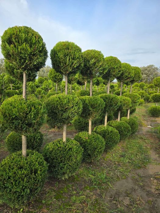 Leylandi cupressus, Livrare gratuita oriunde în Țară