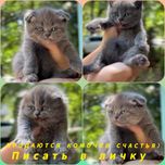 Котята веслаухие