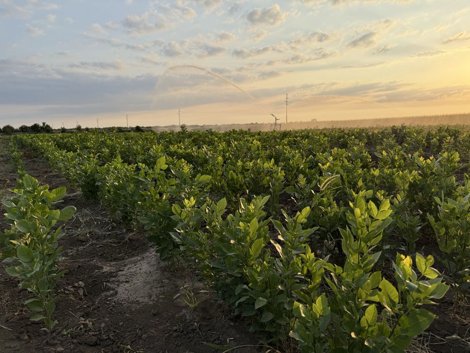 Frasin , Stejar brumariu , stejar pedunculat , cer si gorun