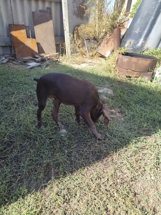 Продам курцхаар щенок