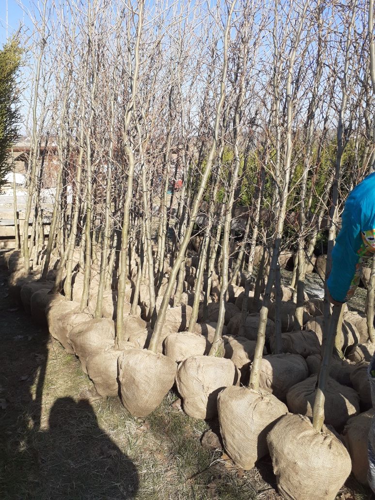 Tuia mesteacăn platan magnolia