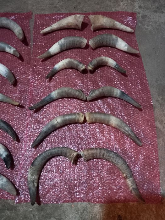 Decorațiuni coarne  pentru măști