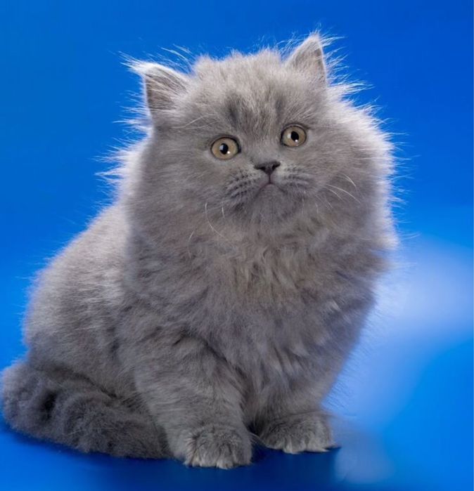 Котята британцы длинношерстные