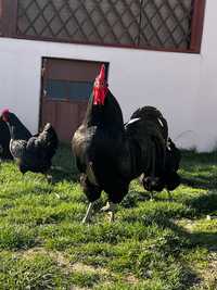 Vand oua australorp