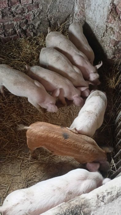 Продавам прасенца