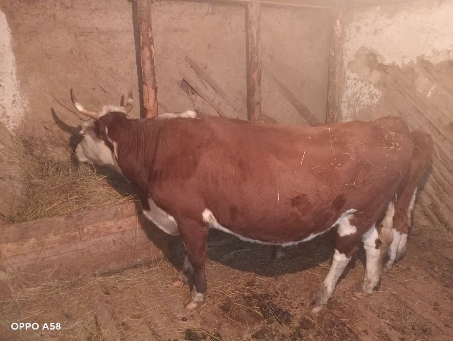 Сиыр сатылады буаз